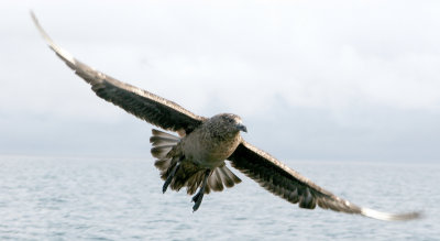 Great Skua or Bonxie 9