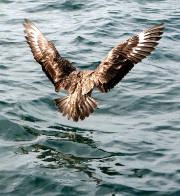 Great Skua or Bonxie 11