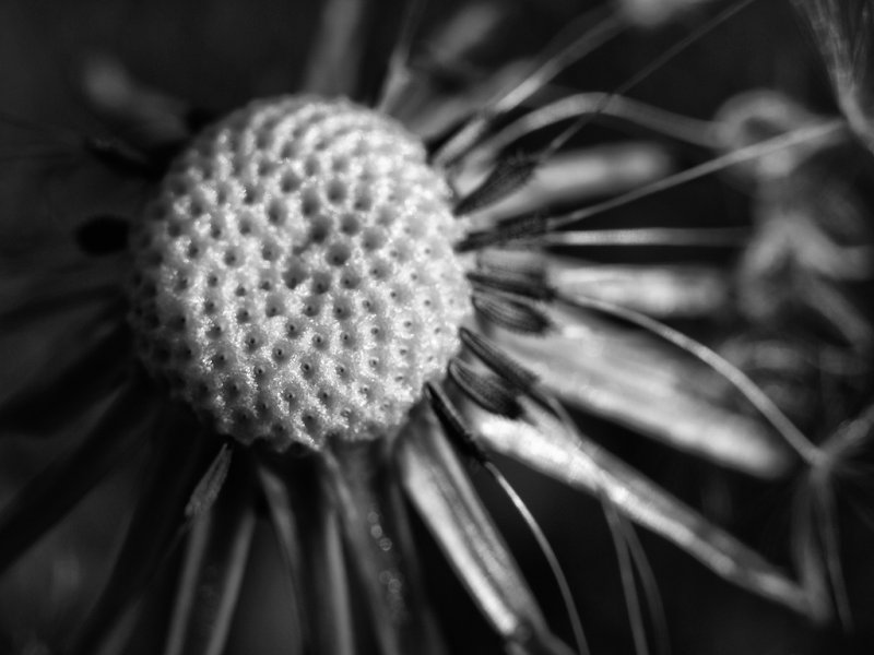 Dandelion