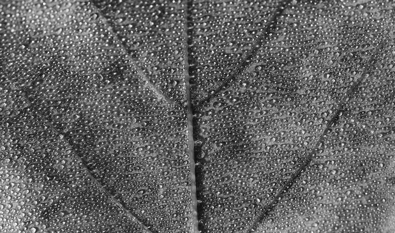 Leaf/Dew