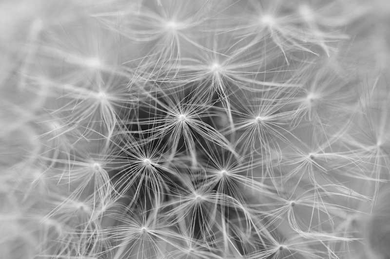 Dandelion