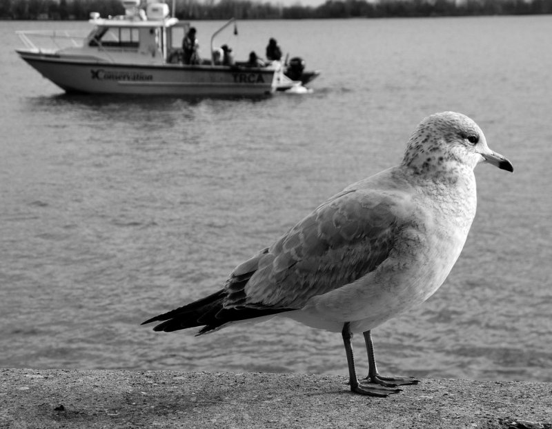 Gull
