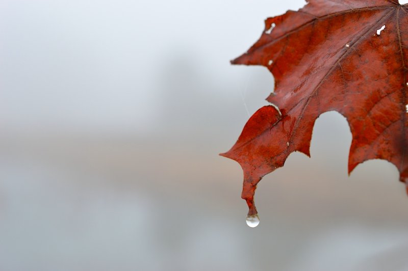 Red Leaf