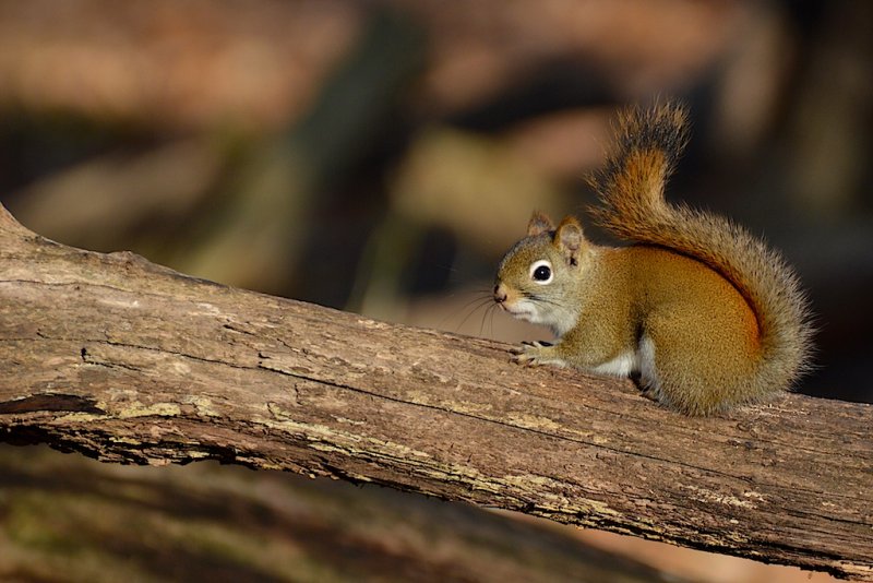 Red Squirrel