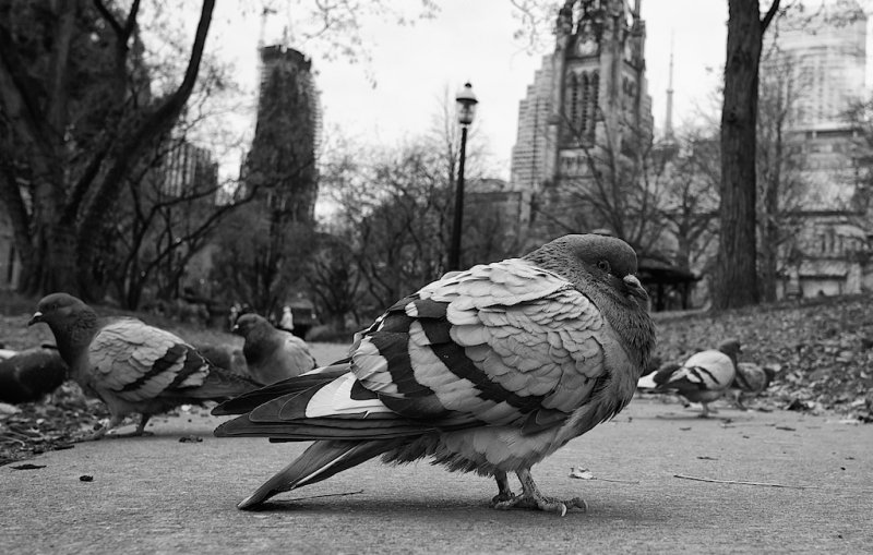 Pigeon
