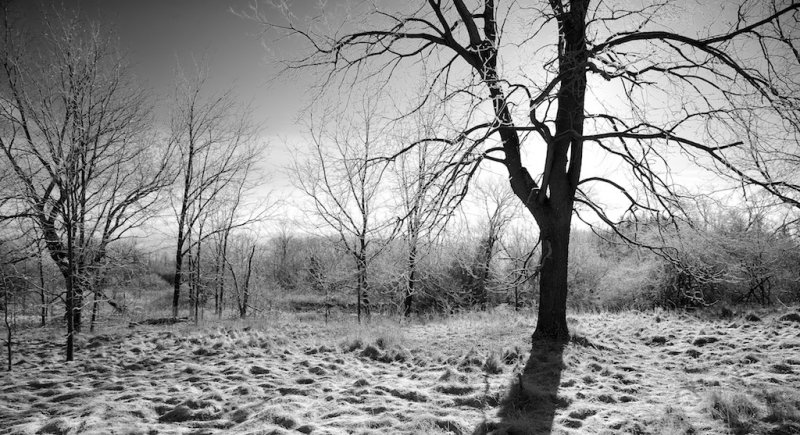 Winter Morning
