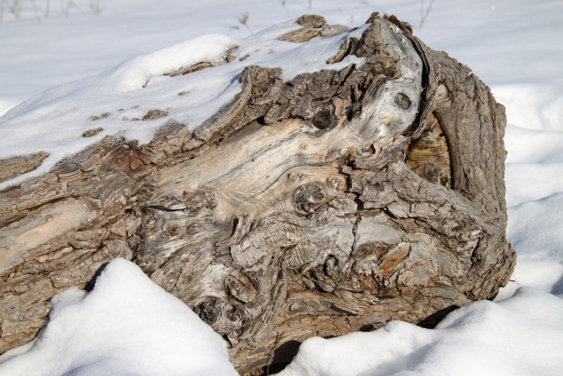 Log