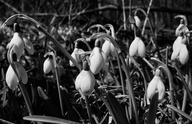 Snowdrops