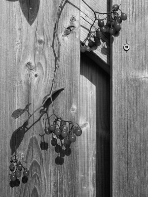 Nightshade