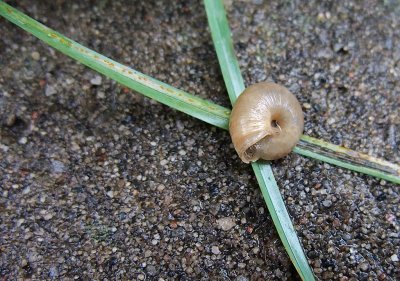 Snail Shell