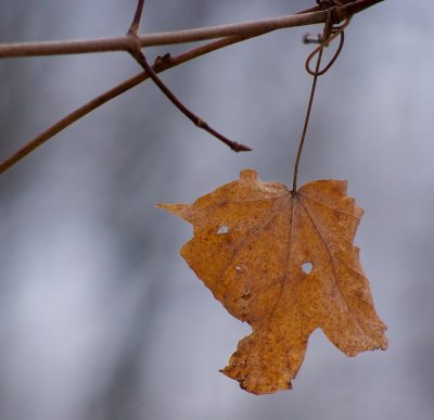 Leaf