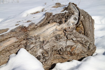 Log