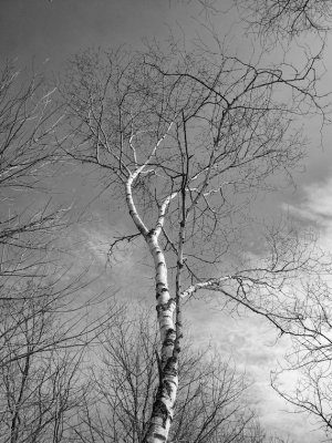 Birch Tree