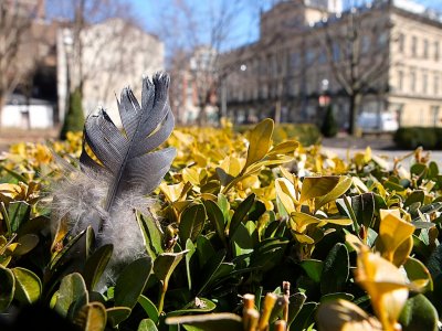 Feather