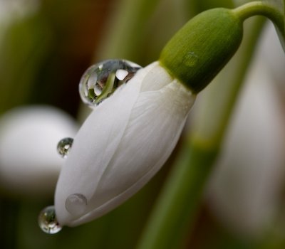 Snowdrop