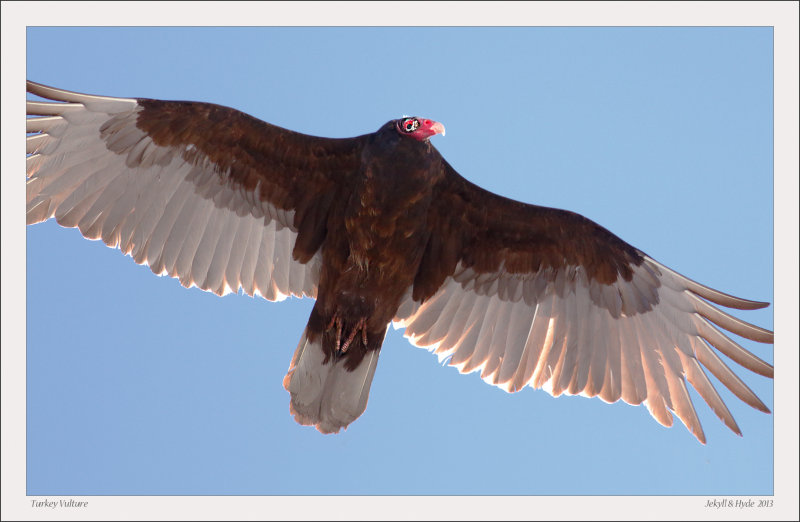 Turkey Vulture
