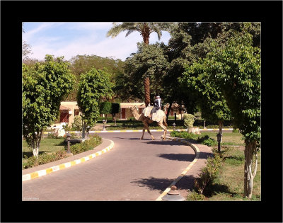 Hotel - Camel Ride.jpg