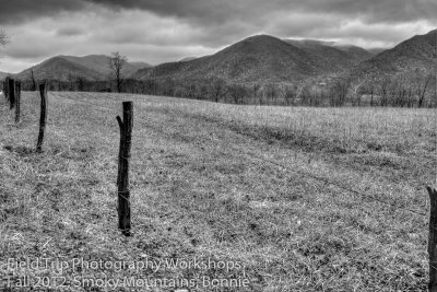 Bonnie RS cades cove field.jpg