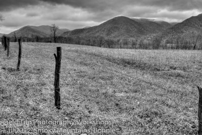 Bonnie RS cades cove field.jpg