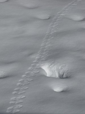 Tracks in Snow from Alberta