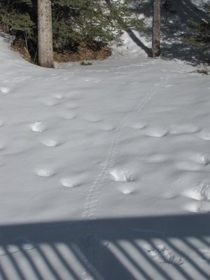 Tracks in Snow from Alberta