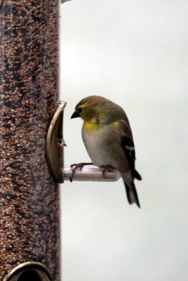 Yellow Finch