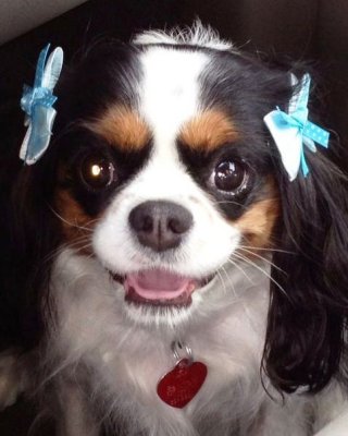 Muffin and Bows