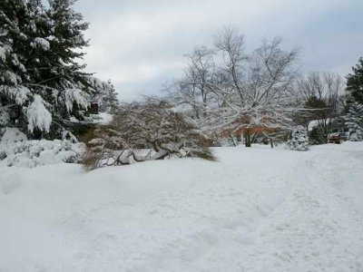 Snow Storm  10.jpg