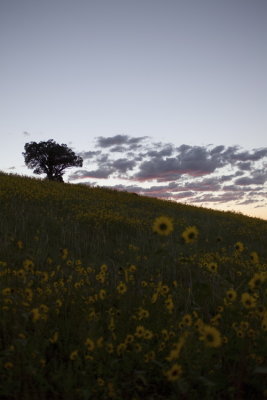 A Favorite Tree