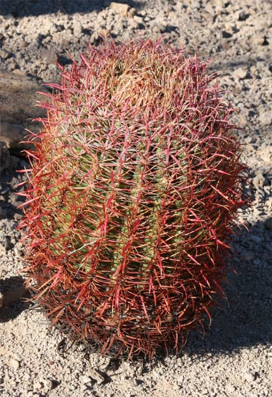Barrel Cactus