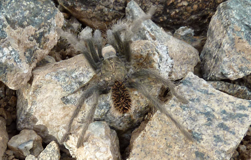 Baby Tarantula