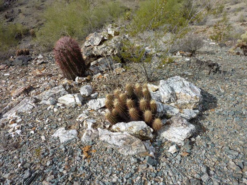 Many quartz rock outcroppings