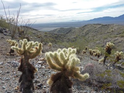 Looking Southwest over Cholla Catus