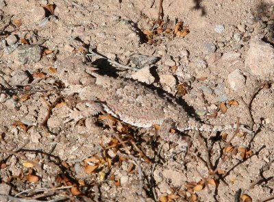 Horned Toad Found on Hike