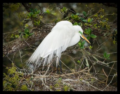 rookery