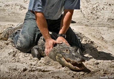Alligator Wrestling