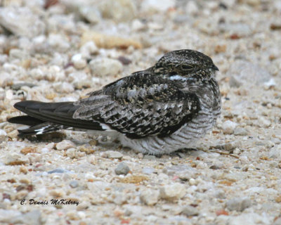 Nighthawk