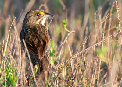 Nelson Sparrow