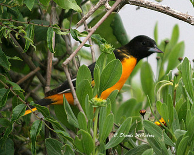 Baltimore Oriole