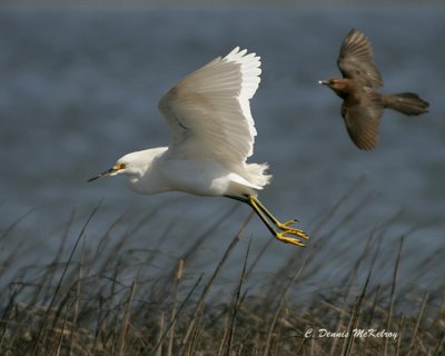 Snowy Egret and Grackle