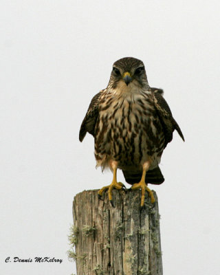Merlin