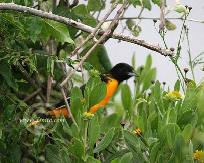 Baltimore Oriole