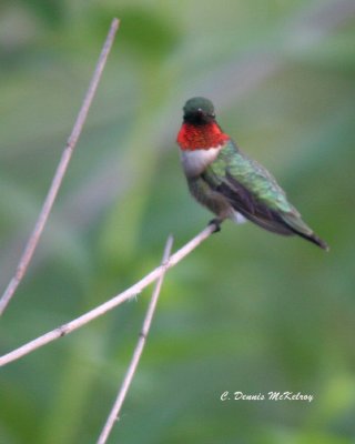 Ruby-throated Hummingbird