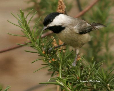 Balck-capped Chickadee