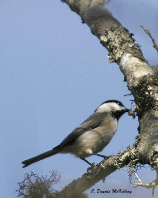 Carolina Chickadee