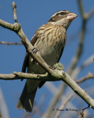 Rose-breasted Grosbeak  - female