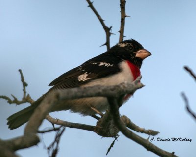Rose-breasted Grosbeak