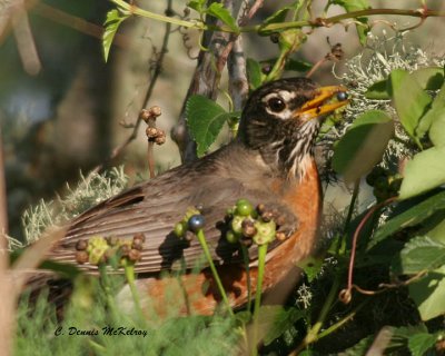 Robin