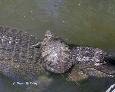 Gator ride -  Houston Zoo