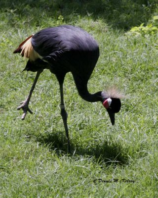 big-bird -  Houston Zoo